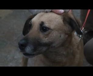 V zavetišču za zapuščene živali v Horjulu so nam predstavili tri prijazne kužke, ki že zelo dolgo čakajo, da jim kdo ponudi...