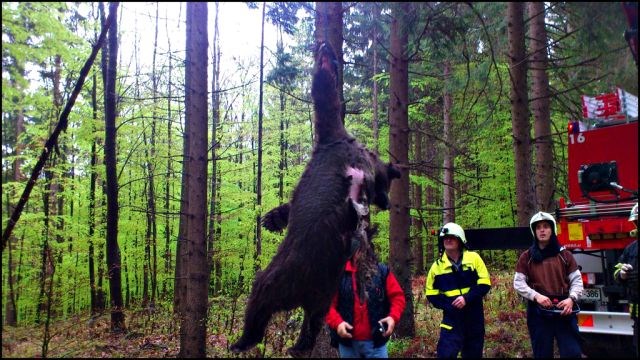 V zapuščenem vodnjaku na Dolenjskem našli trupla štirih medvedov