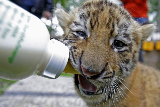 Foto: Razigrani mladiči sibirskega tigra zvezdniki živalskega vrta v Budimpešti