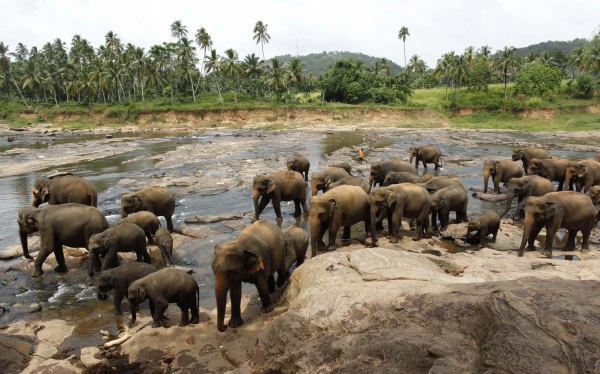 Foto: Oglejte si slonje sirote med živahnim čofotanjem v reki