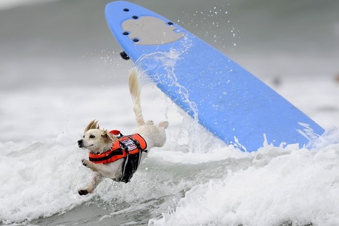 "Moker kot cucek" ali zakaj moj pes surfa bolje kot jaz