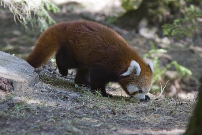 Foto: Ljubljanski živalski vrt je bogatejši za mačjo pando