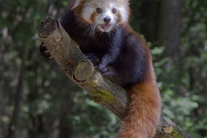 Foto: Ljubljanski živalski vrt je bogatejši za mačjo pando