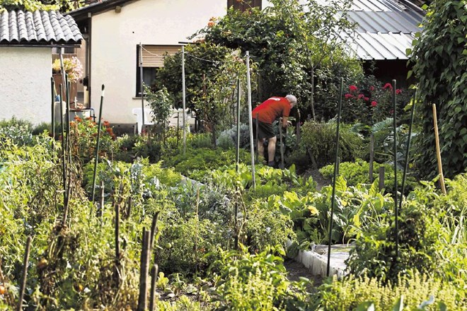 Vrtove bi morali uporabljati tako, kot so jih uporabljale krakovske solatarice, ki so pridelovale ljubljansko ledenko.