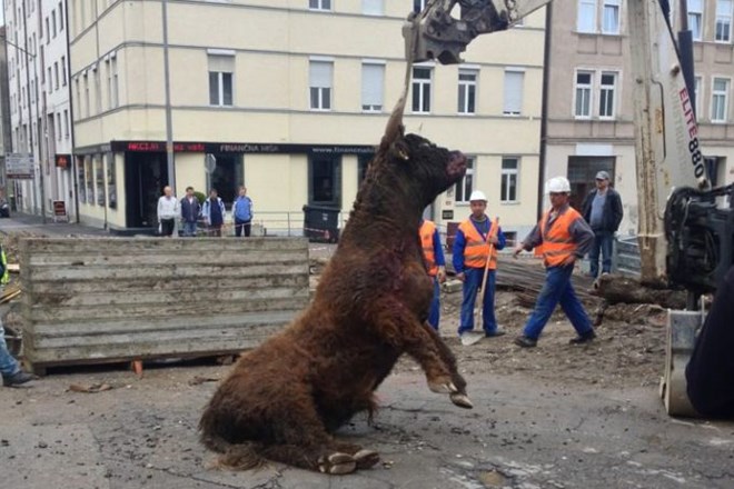 Mariborčane je danes prestrašil pobegli bik.