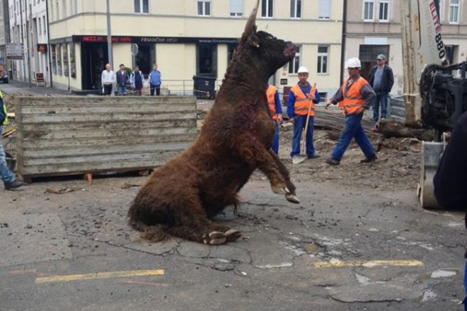 Foto: V Mariboru ustrelili podivjanega bika