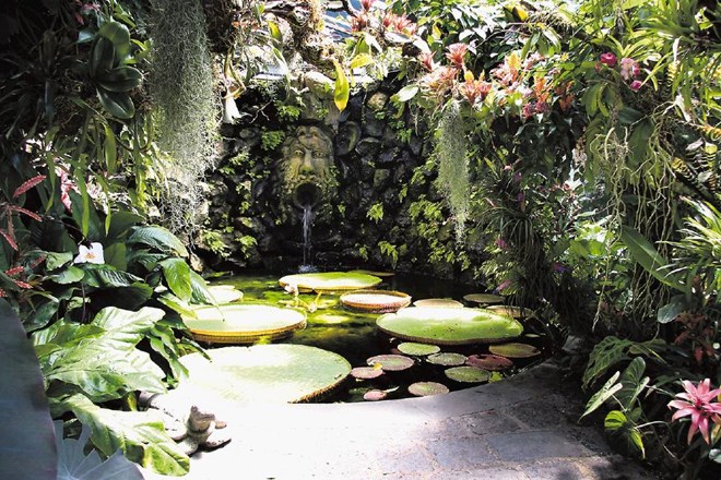 Manjši rastlinjak s tropskimi rastlinami in z atraktivno amazonsko vodno lilijo v parku La Mortella