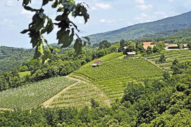 Posavskim, dolenjskim in belokranjskim vinogradom so na Gursu tudi na popravnem izpitu izračunali daleč najvišji katastrski...