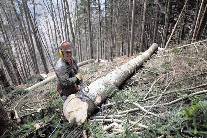 Zaradi prenizkih koncesij za gospodarjenje z državnimi gozdovi država vsako leto izgubi od 22 do 25 milijonov evrov,...