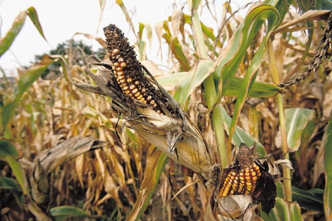 “Vlada skuša iz kmetijstva basati v svoj prazni žakelj”