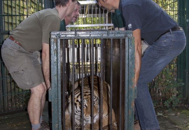 V ljubljanski ZOO prispela sibirska tigra: “Samica je socializirana dama, samec prvobiten divjak” (foto)