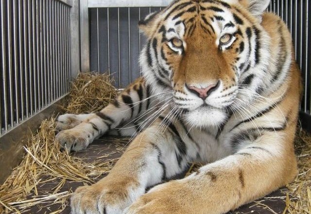 Ljubljanski živalski vrt je bogatejši za dva sibirska tigra. 