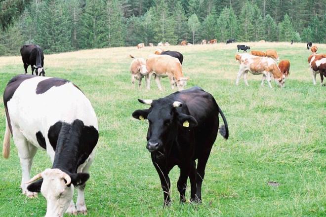 Ob našem prihodu, nekaj ur po pogovoru s predsednikom AS Draga-Kisovec, so bile krave lepo spravljene za ograjo, kravjaki v...