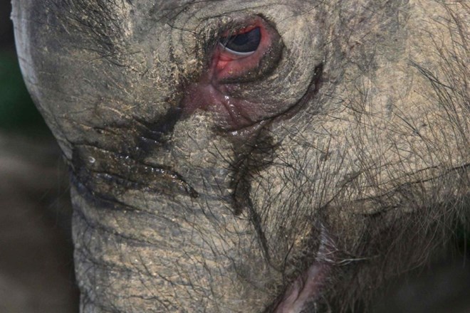 Slonji mladič jokal pet ur, potem ko ga je mati poskušala ubiti (foto in video)
