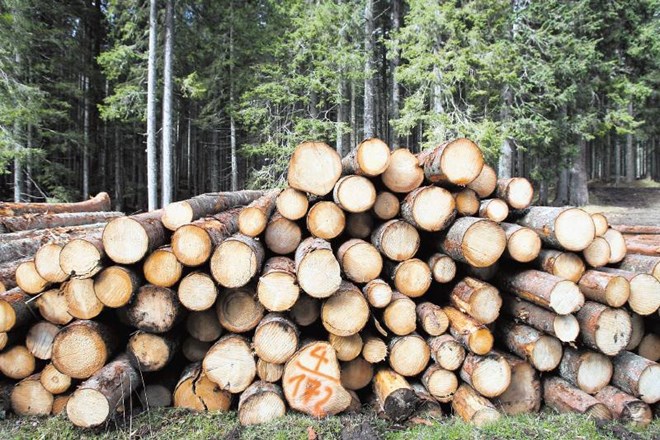 Glavna inšpektorica je priznala, da je julija letos spremenjeni zakon o gozdovih tako pomanjkljiv, da v primeru, ko je les...