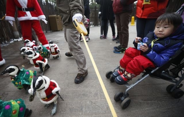 Praznična parada pingvinov, oblečenih v Božičke, jelene in smrečice (foto in video)