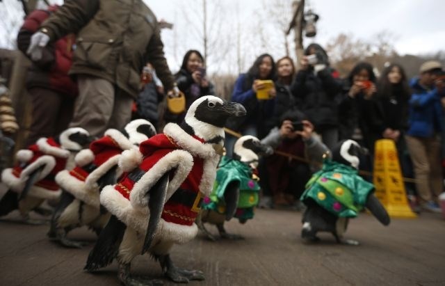 Praznična parada pingvinov, oblečenih v Božičke, jelene in smrečice (foto in video)