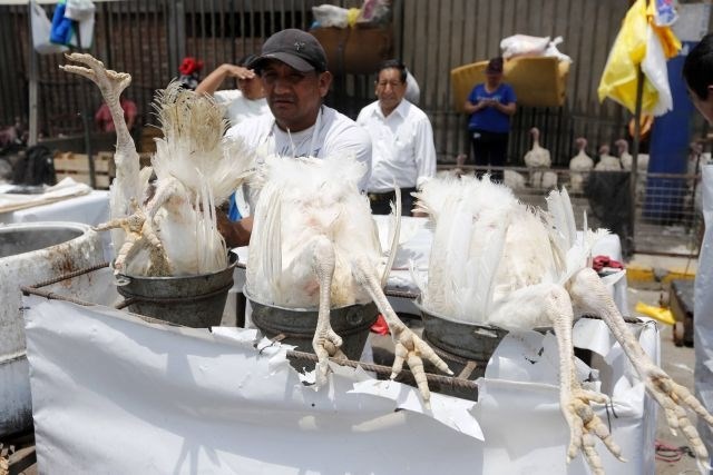 V Peruju že pripravljajo purane, ki jih tradicionalno jedo za božično večerjo. (Foto: Reuters) 