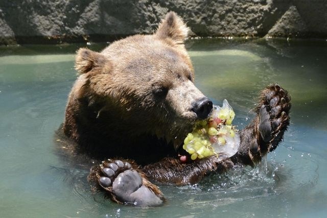 Medved pa je užival ob ohlajenem sadju. 