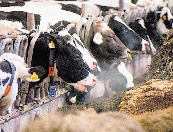 Krmo je pametno kupovati pri preverjenih in zanesljivih prodajalcih, opozarjajo tisti, ki so se že opekli z aflatoksinom. 