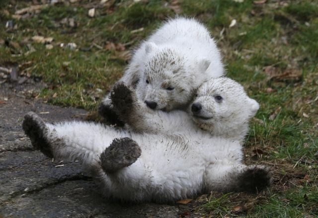 Simpatična polarna medvedka prvič v javnosti (foto)