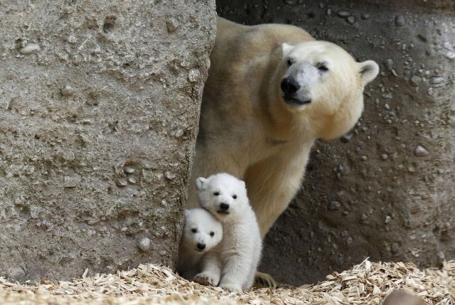 Simpatična polarna medvedka prvič v javnosti (foto)