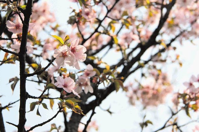 Češnja in češnjev cvet imata na Japonskem izreden kulturni pomen. 