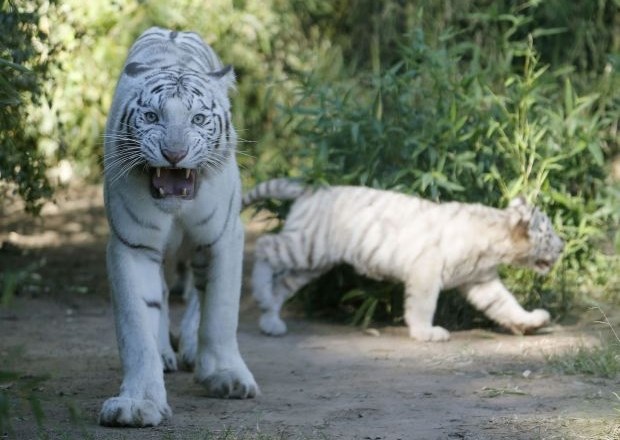 Trojčki bengalskega tigra razigrani tudi pred fotografi (foto)