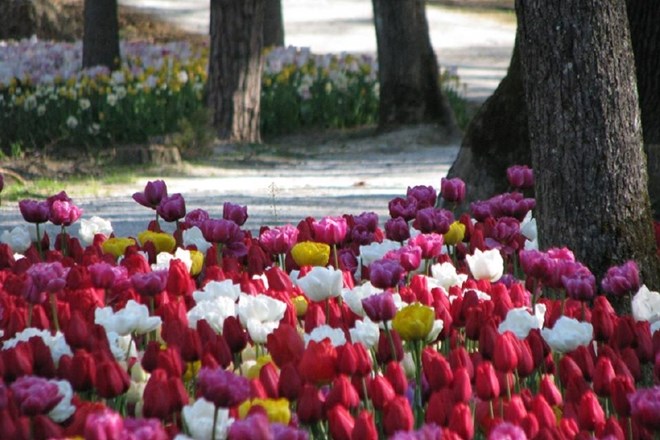 Arboretum med cvetočimi tulipani odpira indonezijski paviljon  