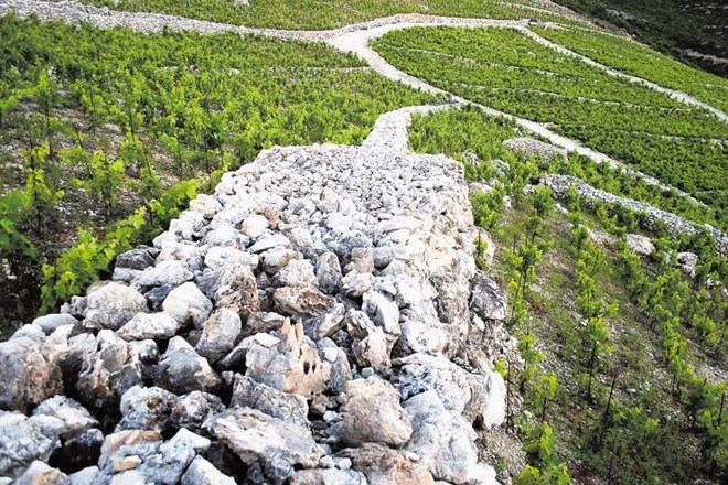 Vinogradi Frana Miloša v Ponikvah so prepredeni s kilometri kamnitih zidov. 
