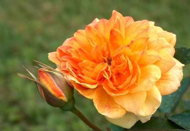 Junij je v Arboretumu Volčji Potok mesec dišečih lepotic - vrtnic  