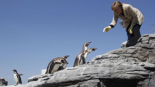 Hranjenje pingvinov v morskem muzeju (maj 2011). 