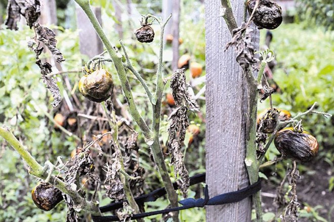 Strokovnjaki opozarjajo, da so za katastrofalno letino paradižnika krivi tudi vrtičkarji, ki rastlin niso zaščitili pred...