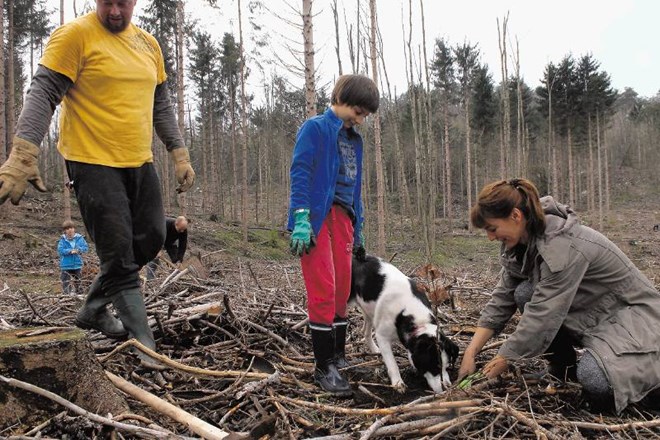 Obnovimo gozdove: Gole zaplate prekrila mlada drevesa