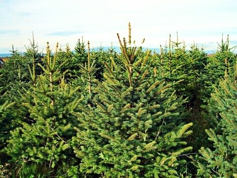 Zelena božična drevesca tudi letos čakajo na izposojo med prazniki  