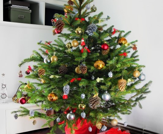 Zelena božična drevesca tudi letos čakajo na izposojo med prazniki  
