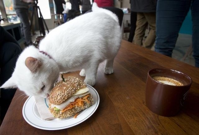 V New Yorku je v preteklosti v isti soseski vrata že odprla pop-up kavarna, ki je mačke in njihove ljubitelje gostila štiri...