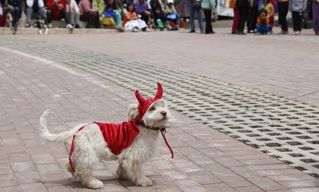 Bolivija: Predbožično tekmovanje psov, oblečenih v božična oblačila. Tekmovanja se je udeležilo okoli 50 psov. (Foto: AP)  