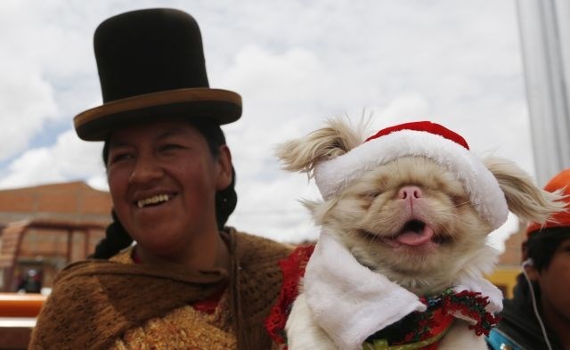 Bolivija: Predbožično tekmovanje psov, oblečenih v božična oblačila. Tekmovanja se je udeležilo okoli 50 psov. (Foto: AP)  