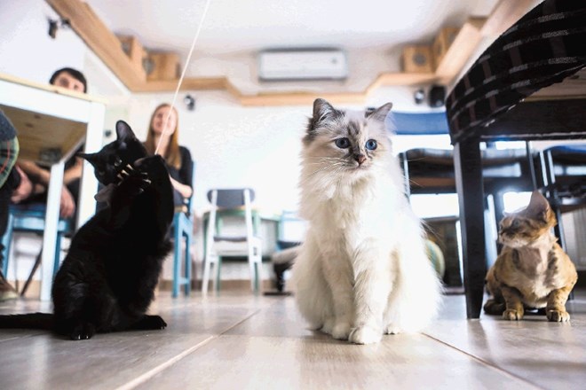 V prvi mačji kavarni pri nas bo mogoče božati pet mačk štirih različnih pasem. Kot pravita lastnika, Tina Piskač Sedej in...