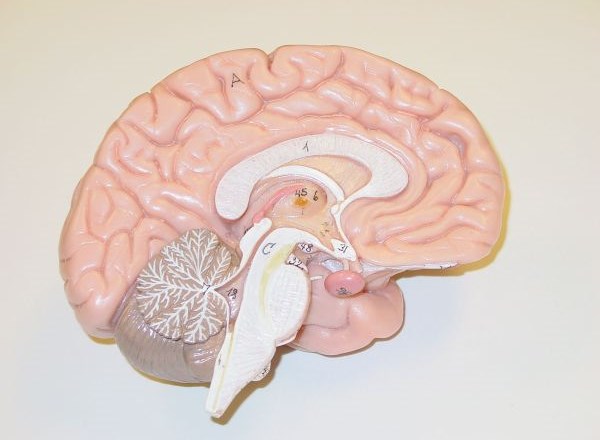 Prerez modela možganov.