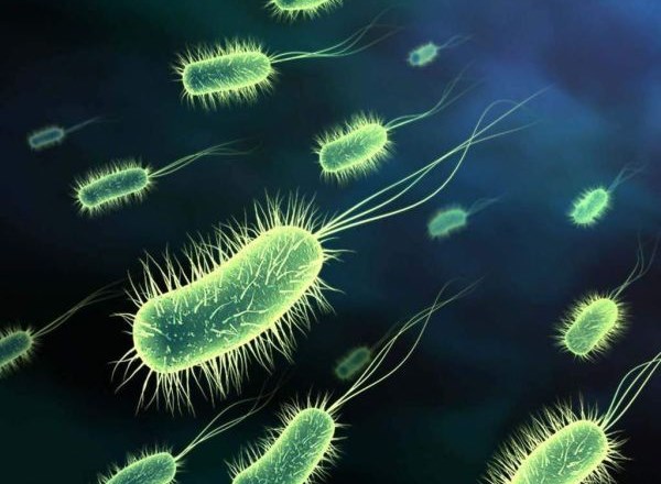 Bakterija E. coli.