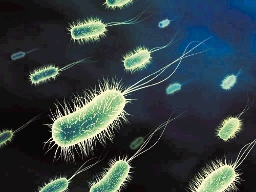 Bakterija E.coli ni vedno nevarna.