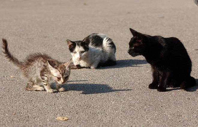 Ob svetovnem dnevu živali izpostavljena problematika prostoživečih mačk