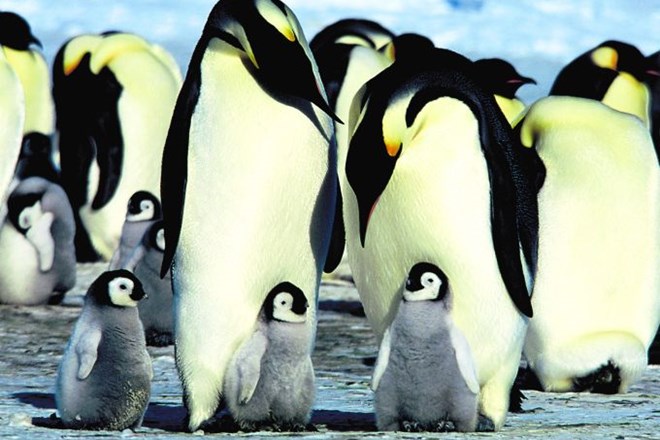 Nepridipravi tudi med pingvini: Kamere so ga ujele med krajo kamnov