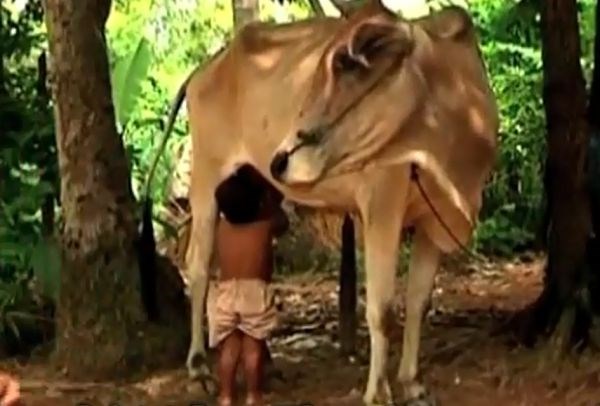 Deček mleko sesa kar pri kravi.