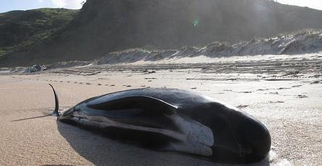 Na obali Nove Zelandije umrlo več kot 30 nasedlih kitov
