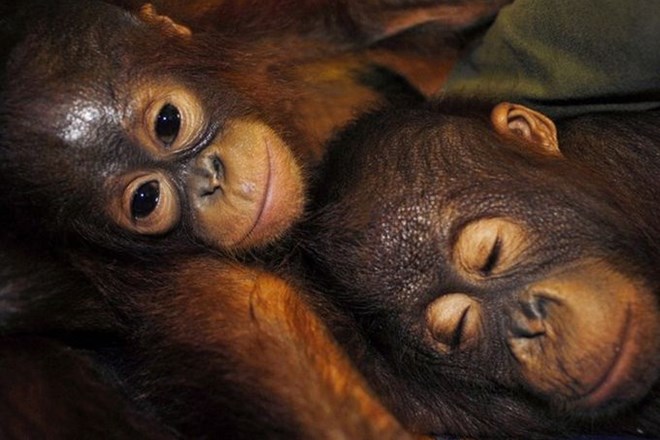Raziskava: V lanskem letu so Indonezijci ubili kar 750 orangutanov