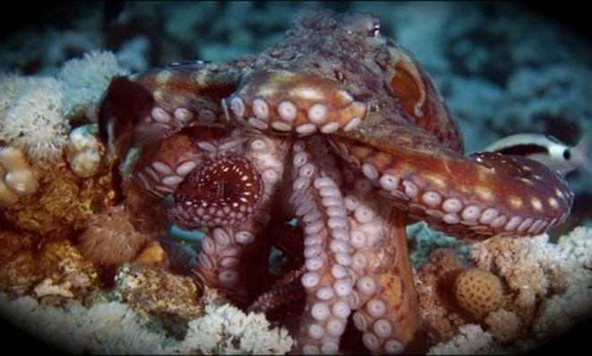 Video: Hobotnica je imela dovolj vode in se odločila, da se bo sprehodila