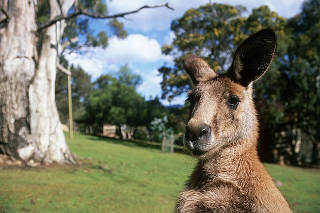 Avstralska turistična stran odgovarja na vprašanja: Bom videl kenguruje? Samo če boste dovolj spili.